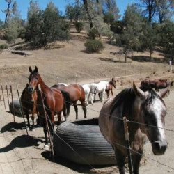 R Wild Horse Ranch R Wild Horse Ranch