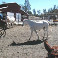 R Wild Horse Ranch R Wild Horse Ranch