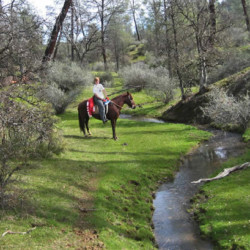 R Wild Horse Ranch R Wild Horse Ranch