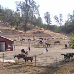 R Wild Horse Ranch R Wild Horse Ranch