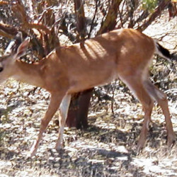 R Wild Horse Ranch R Wild Horse Ranch