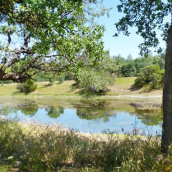 R Wild Horse Ranch R Wild Horse Ranch